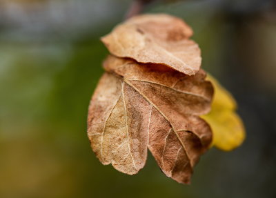 Leaves of Fall