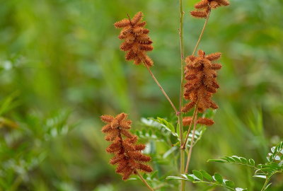 Thistles