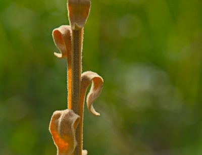 Stem