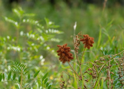 More Thistles