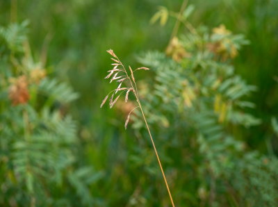 Grasses