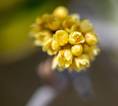Emergent Spring 2