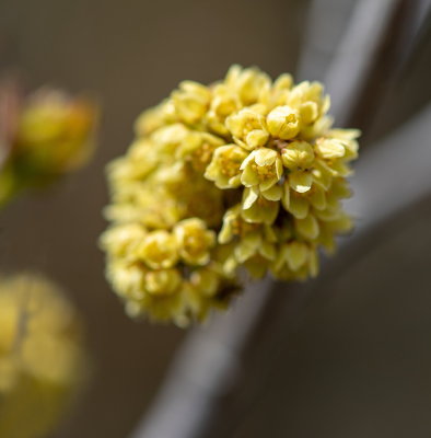 Emergent Spring 3