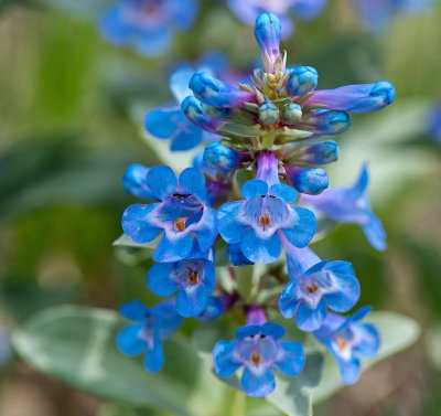 Tiny Blue Flowers 2