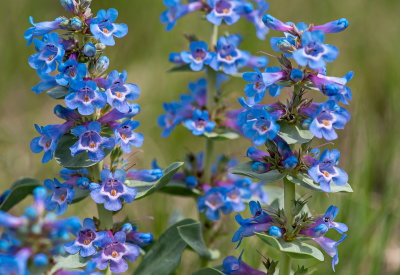 Tiny Blue Flowers 3