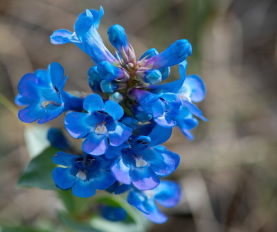 Tiny Blue Flowers 4