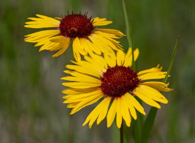 Brown Eyed Susan