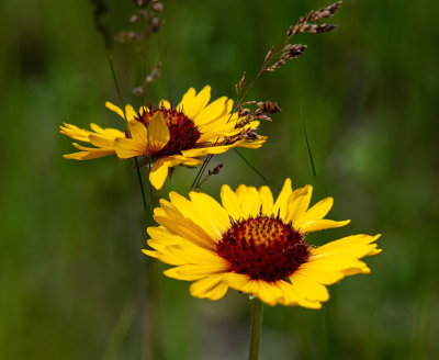 Brown Eyed Susan 2