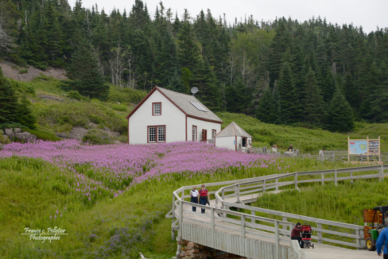 Gaspesie_2016_DSC_4363_site.jpg