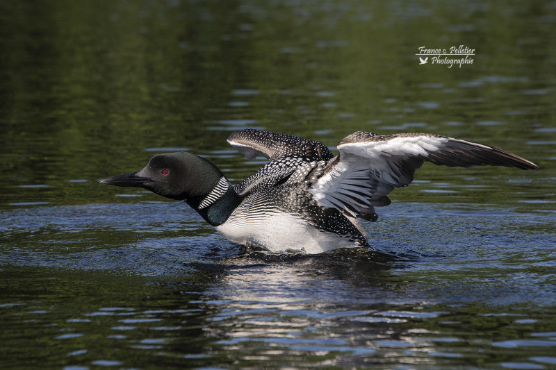 Plongeon Huard_site_DSC_3883.jpg