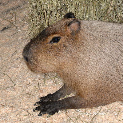 Miller_Zoo_Capybara_site_DSC_7257.jpg