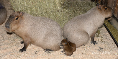 Miller_Zoo_Capybara_site_DSC_7251.jpg