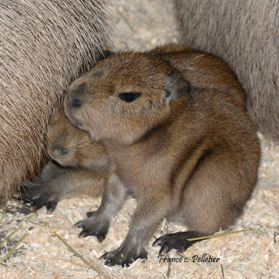 Miller_Zoo_Capybara_site_DSC_7259.jpg