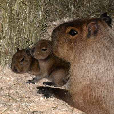 Miller_Zoo_Capybara_site_DSC_7674.jpg