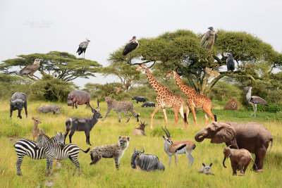 :: Safari en Tanzanie 2016 ::