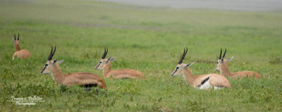 :: Gazelle de Thomson ::