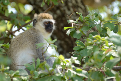 :: Singe Grivet ::