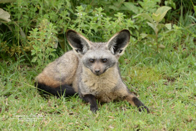 :: Renard à oreilles de chauve-souris ou Otocyon ::