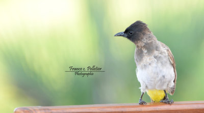 Bulbul_des_jardins_2_DSC_9011_site.jpg