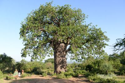 Baobab_DSC_0214_site.jpg