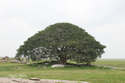 Baobab_DSC_1711_site.jpg