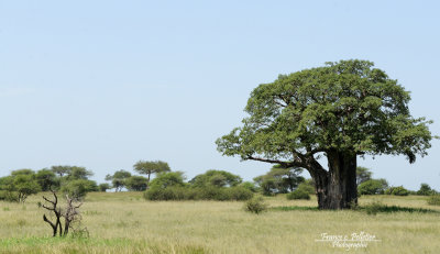 Baobab_DSC_9263_site.jpg