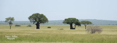 Baobab_DSC_9342_site.jpg