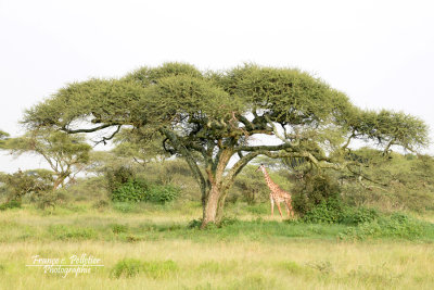 :: Acacia ::