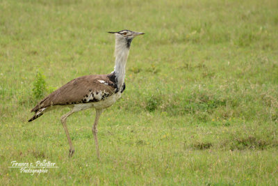 :: Oiseaux de Tanzanie ::