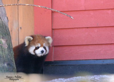 Petit_Panda_DSC_3909site.jpg