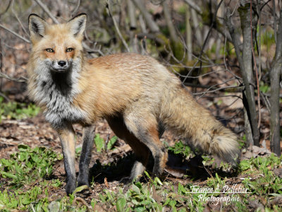 Renard_Pbase_DSC_6897_site.jpg