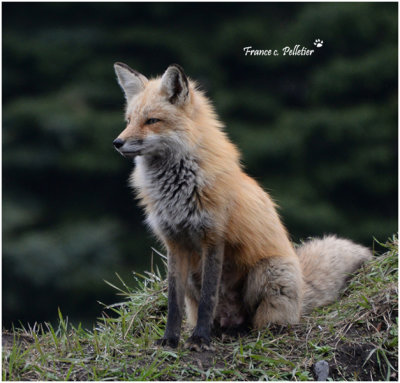 Renard_Pbase_DSC_3764_site.jpg