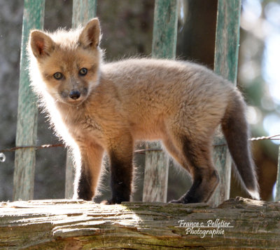 Renard_Pbase_DSC_6604_site.jpg