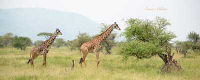 :: Girafe ::