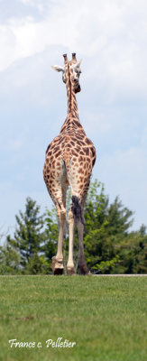 Girafe_DSC_6618_site.jpg