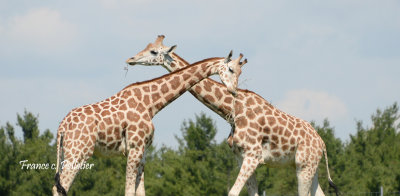 Girafes_DSC_6630_site.jpg
