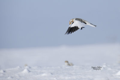 Plectophane des neiges_4x6_site_DSC5436.jpg