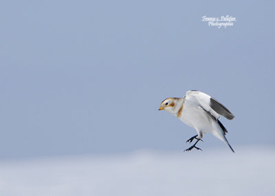 Plectophane des neiges_site_DSC5438.jpg