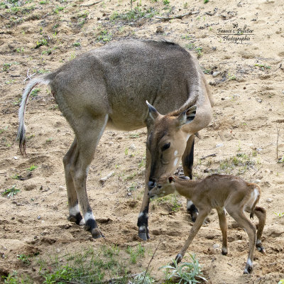 Antilope de Nilgaud_5x5-site_DSC_7720.jpg