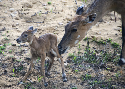 Antilope de Nilgaud_site_DSC_7831.jpg