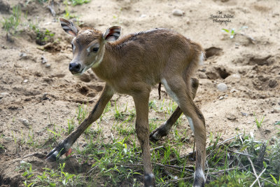 Petit antilope de Nilgaud_site_DSC_7725.jpg