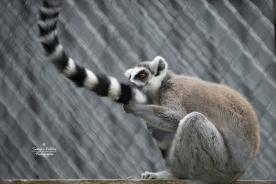 Lemur Catta_site_DSC_7100.jpg