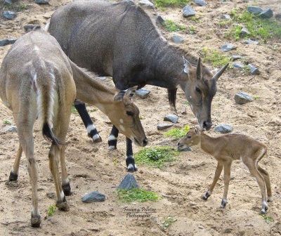 3 antilopes de Nilgaud_site_DSC_7681.jpg