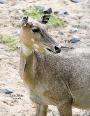 Antilope de Nilgaud femelle_site_DSC_7668.jpg