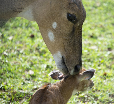 Antilopes_site_DSC_7739.jpg