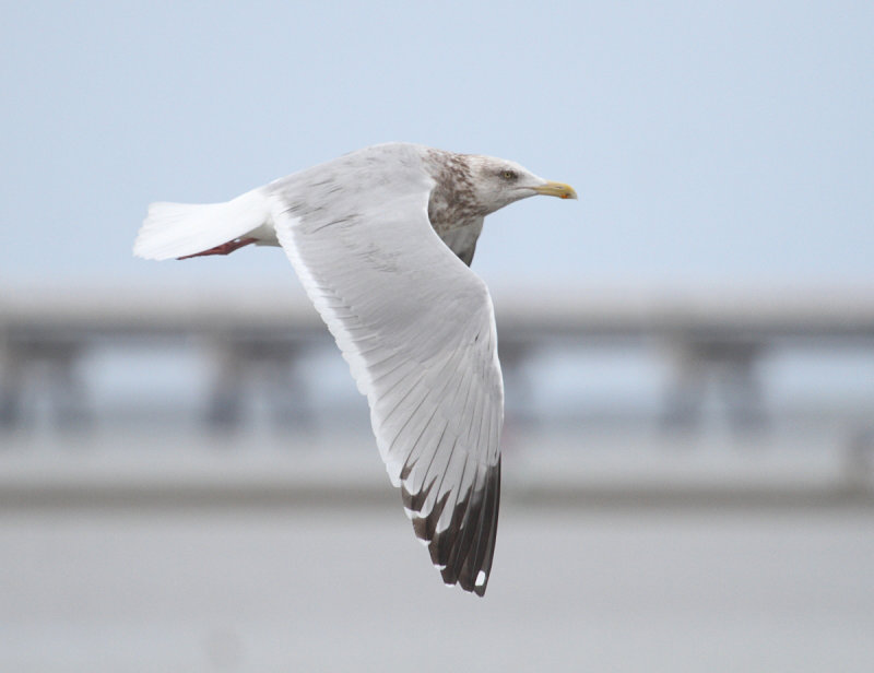 SmithsonianGull_ad_BajaCalifornia_20160318_016.JPG