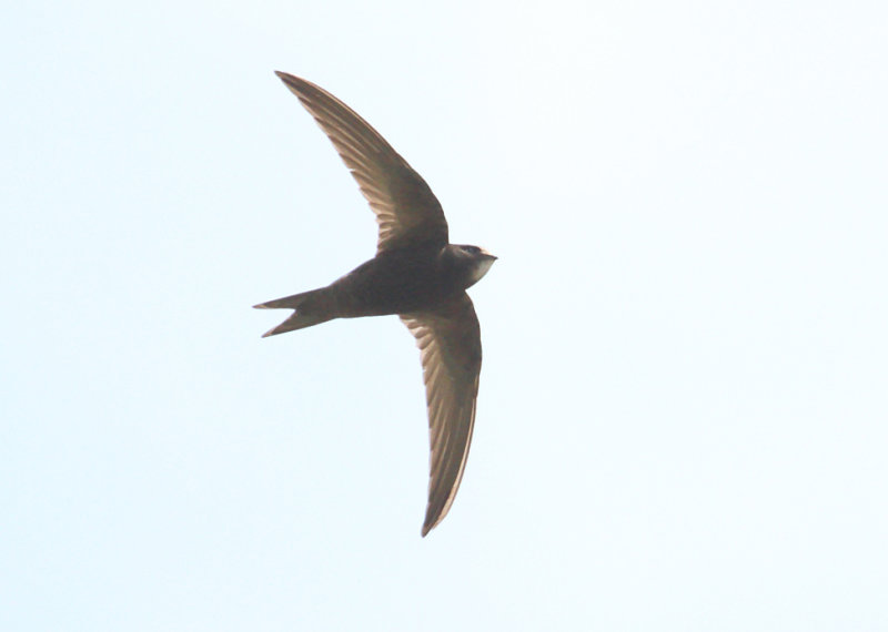 Common Swifts from Armenia (breeding birds)