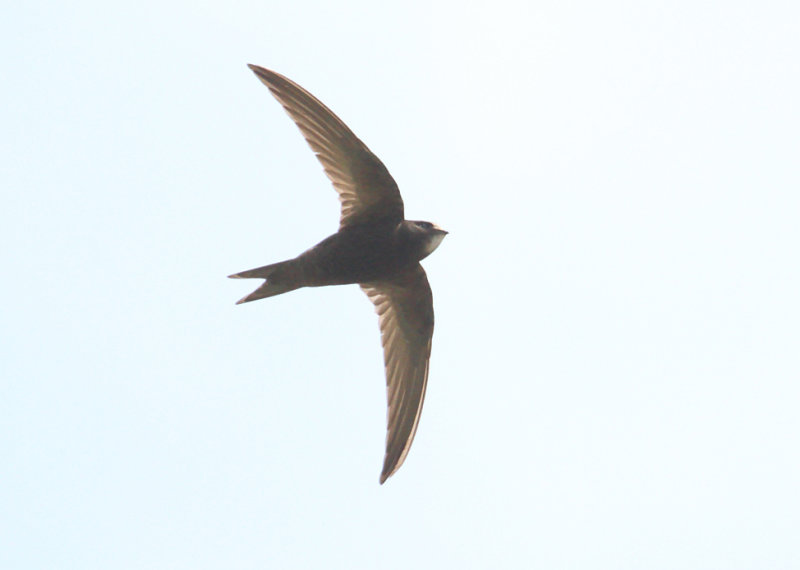 CommonSwift_Armenia_16-06-2018_017.JPG