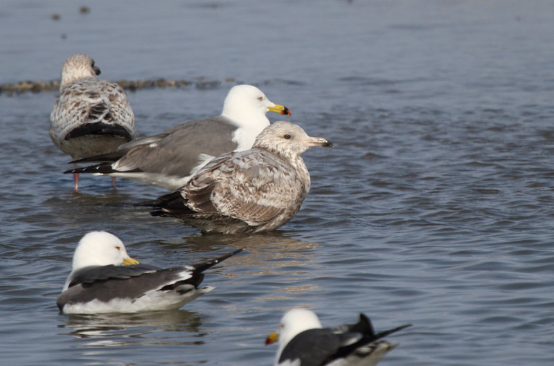 SmithsonianGull_2w_Choshi_Japan_20120311_004.JPG