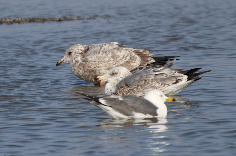 SmithsonianGull_2w_Choshi_Japan_20120311_005.JPG